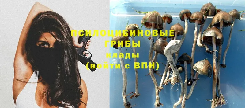 Псилоцибиновые грибы Magic Shrooms  Братск 